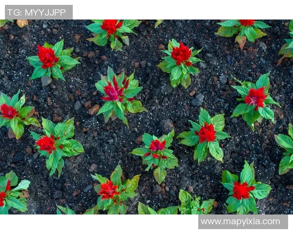 专访刘丽:探寻网球界的成功秘诀与奋斗历程